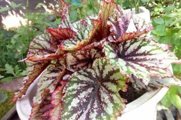 Begonia lanceolata