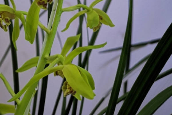 Cymbidium