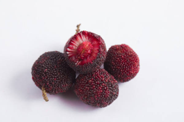 Arbutus