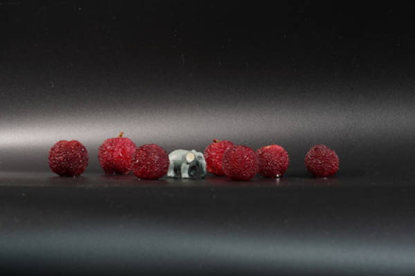 Arbutus