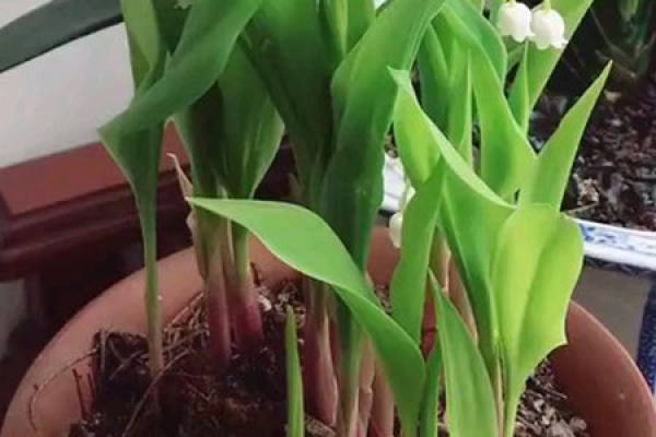 Convallaria