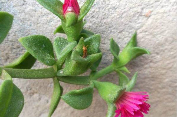 Peony chlorophytum