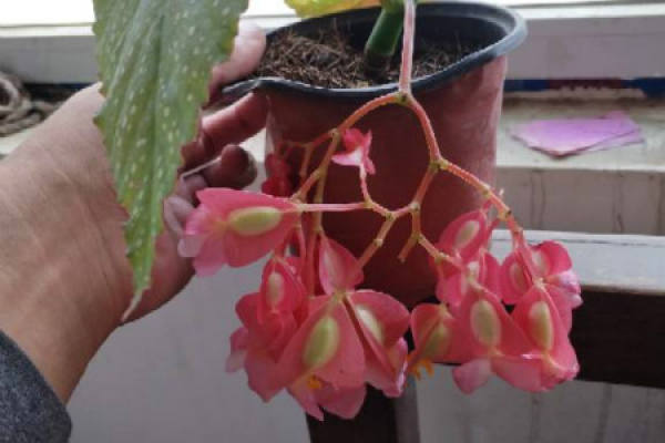Begonia argentea