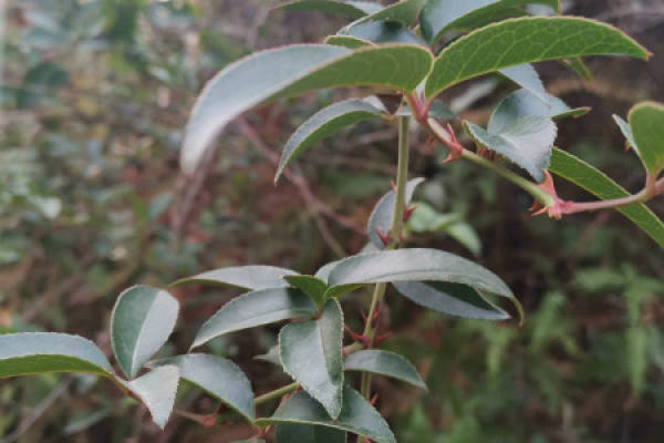 Rosa laevigata Michx.