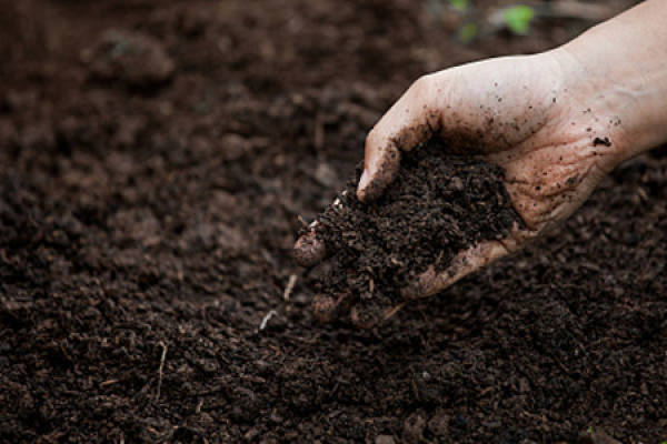 Acid soil