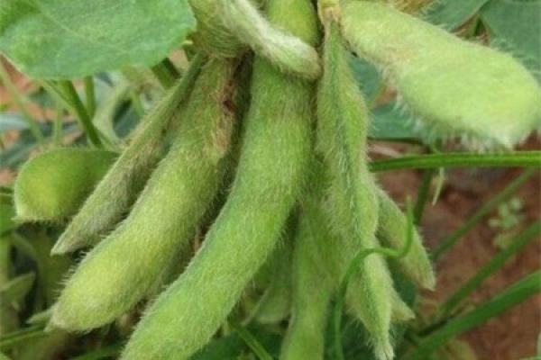 Soybeans Soybeans