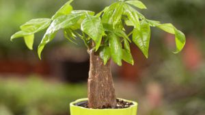 发财树的四季养护方法