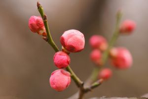 梅花为什么不开花