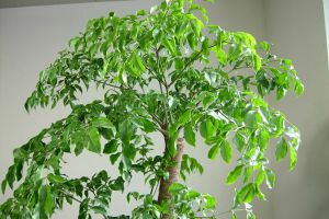 菜豆树 | 适合客厅养的水养植物