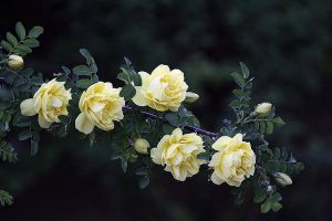 蔷薇花的品种鉴赏(图文)