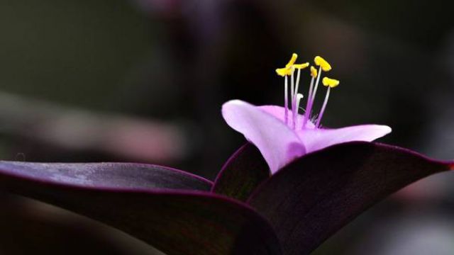 紫鸭拓草的养殖方法和注意事项