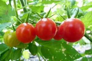 西红柿竟然还能治病?太神奇了！