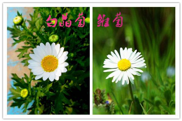 怎么区分白晶菊和雏菊
