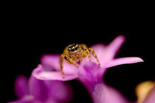紫娇花常见虫害及防治方法