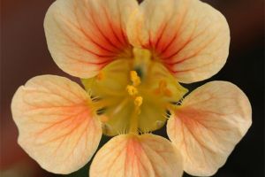 旱金莲的花语是什么