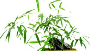 棕竹盆景的制作方法