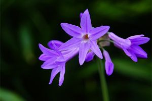 紫娇花的养殖方法和注意事项