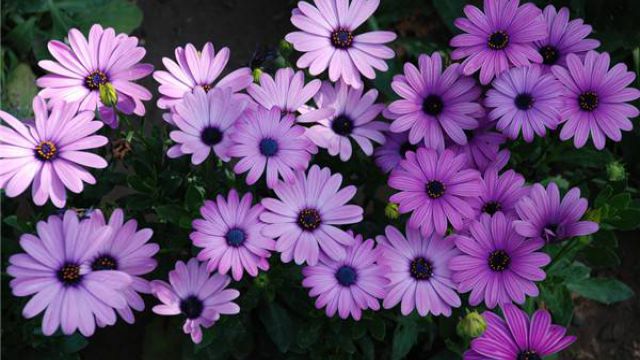 紫色的花有什么寓意 花百科