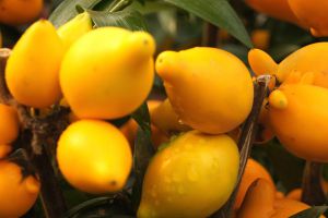 黄金果（乳茄）的养殖方法和注意事项