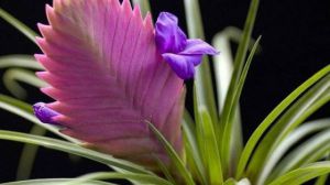 紫凤梨的养殖方法和注意事项