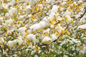 降霜下雪也能開花，這些植物太強(qiáng)悍