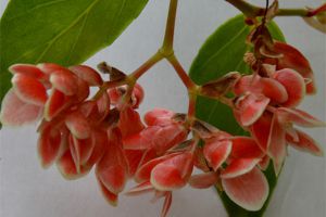 秋海棠的花语及传说