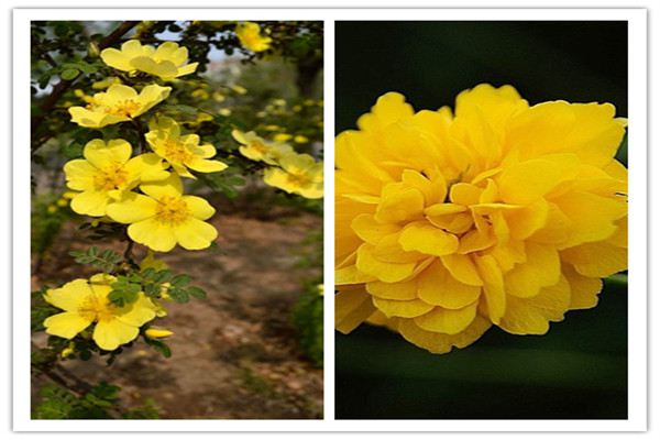 黄刺玫和棣棠花的区别