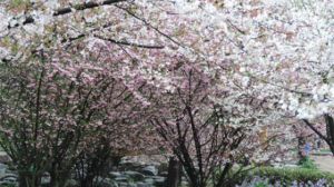 垂枝海棠和垂枝樱花的区别