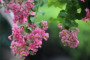 紫薇花的常见虫害及防治方法