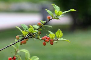 榆叶梅的果实可以吃吗
