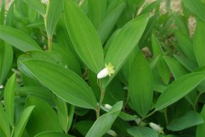 玉竹的养殖方法和注意事项