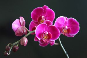 這些花開(kāi)花竟然開(kāi)出了小貓、小兔子、小蝴蝶，太激萌了