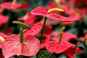 過年花擺對位置，才能旺家旺財保平安