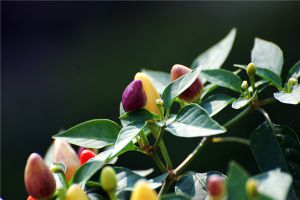 五彩椒怎么播种繁殖