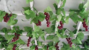 阳台盆栽葡萄怎么修剪