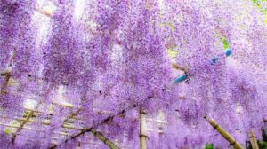 紫藤种子怎么种