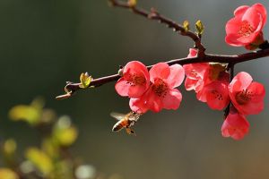 怎樣讓梅花春節(jié)開(kāi)花