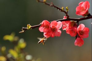 梅花早開(kāi)花的技巧