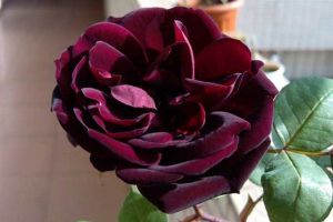 路易十四玫瑰花的花语和传说