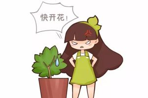 君子蘭梔子不開花，只需1招花開滿盆