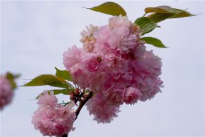 日本晚樱的扦插繁殖