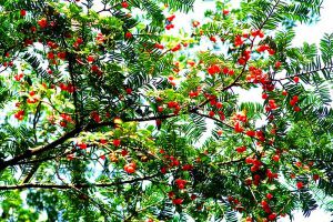 红豆杉的花语和传说