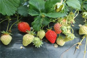 草莓水培种植方法