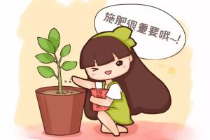 你的花老是發(fā)黃病殃殃？是因?yàn)樯僮隽诉@件事