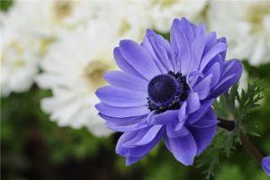 银莲花常见病虫害及其防治