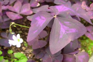 紫叶酢浆草的繁殖方法