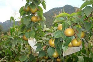 梨树的虫害及其防治