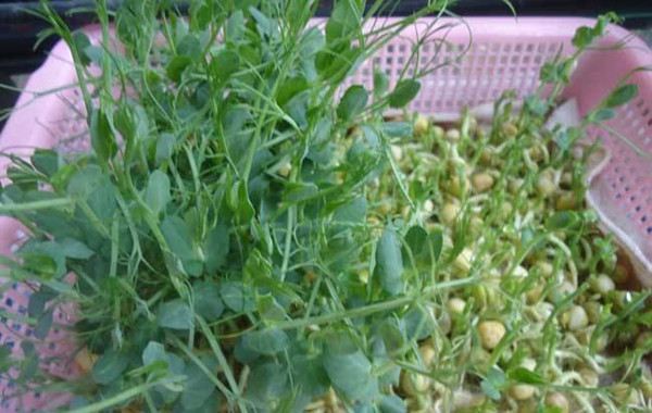 阳台豌豆苗种植方法 花百科