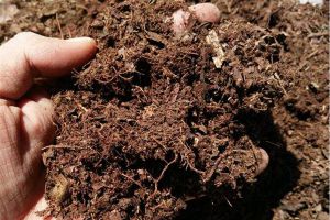 腐叶土是什么