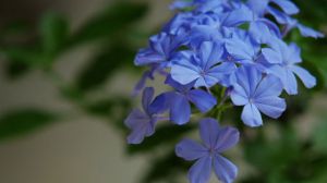 蓝雪花扦插繁殖方式